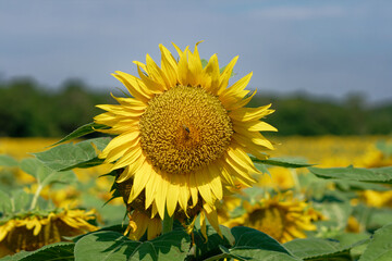 A beautiful sunflower stands tall among a field of golden blooms under a clear sky.