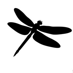 dragonfly vector illustration
