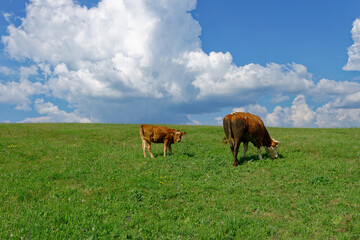 Two brown and white cows graze peacefully on a grassy hillside under a bright blue sky with puffy white clouds.