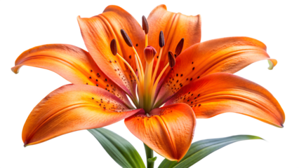 Closeup of a vibrant orange tiger lily isolated on transparent background, showcasing its intricate details and delicate petals in a captivating floral display