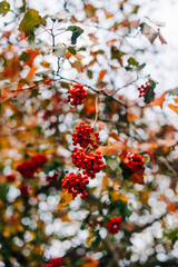 Fototapeta premium Bright red berries hang from branches surrounded by autumn leaves in a serene outdoor setting