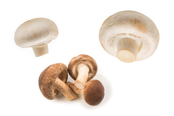Shitake mushroom isolated on white.