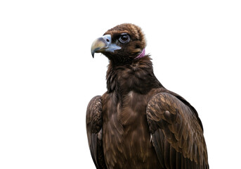 Isolated Black Vulture Bird Profile—New World scavenger, brown plumage, powerful beak