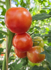 Frische Biotomaten reifen am Strauch in der Sonne, Tomatenpflanze