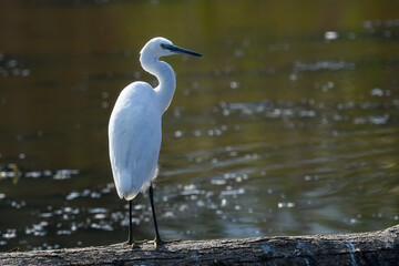 egrets pausing on the river during the August migration