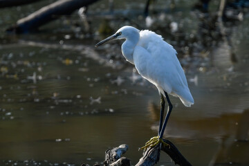 egrets pausing on the river during the August migration