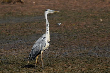 Gray heron standing in the middle of the dry river in August