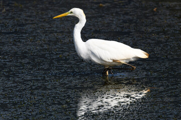 white heron standing in the middle of the river