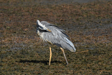 Gray heron standing in the middle of the dry river in August
