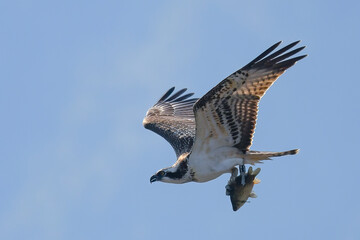 osprey with a fish as prey in flight