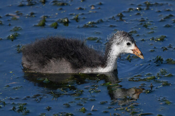 young coot on the river in summer