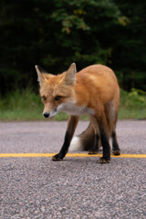 Obraz premium Close up of a beautiful red fox in the wild