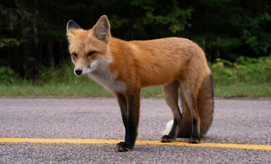 Close up of a beautiful red fox in the wild