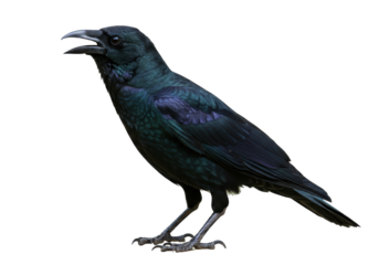 Isolated Crow Standing With Its Beak Open Showing Detail With Beautiful Feathers