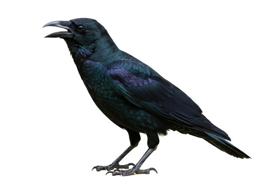 Isolated Crow Standing With Its Beak Open Showing Detail With Beautiful Feathers