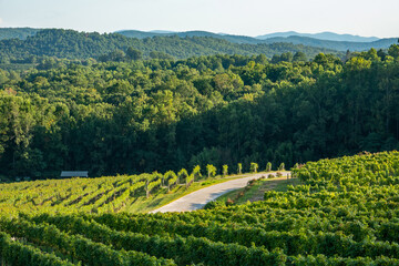 Panoramic view of a North Carolina vineyard at dusk with orderly rows of grapevines.