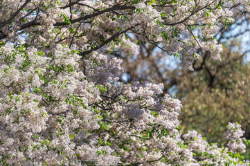 Arbre en fleurs au printemps en Namibie
