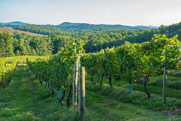 Closeup of a North Carolina vineyard at dusk with orderly rows of grapevines.
