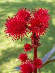 Rote Rizinus Blüte (Ricinus communis)
