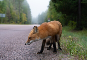 Close up of a beautiful red fox in the wild
