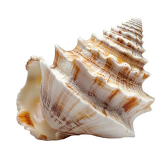 Obraz premium Detailed close up of a textured seashell with spiraling patterns