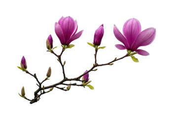 Fototapeta premium Isolated Magnolia blossom branch, elegant blooms with raindrops, floral arrangement beauty