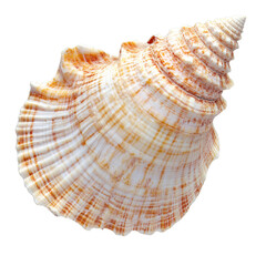 Fototapeta premium Detailed close up of a spiral seashell with orange and white markings
