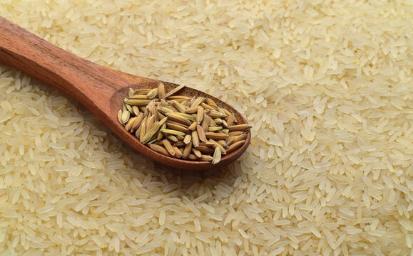 RICE GRAIN ON WOODEN SPOON WITH FRESH RICE BACKGROUND. SELECTIVE FOCUS ON OBJECT.