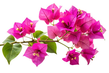 Beautiful bougainvillea branch with vibrant pink flowers isolated on transparent background, showcasing delicate petals and lush green leaves in detail