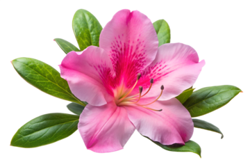 Closeup of a delicate pink azalea flower isolated on transparent background, highlighting its soft petals, intricate patterns, and lush green leaves