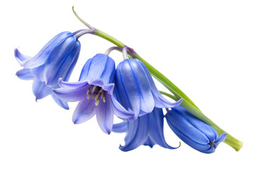 A closeup of a cluster of bluebell flowers isolated on transparent background, showcasing their delicate petals and vibrant blue color in detail