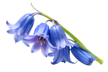 A closeup of a cluster of bluebell flowers isolated on transparent background, showcasing their delicate petals and vibrant blue color in detail