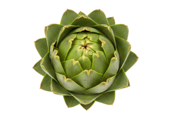 Isolated artichoke viewed from overhead shows the edible portion of the flower bud vegetal
