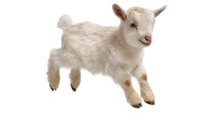 Obraz premium A playful white goat jumping in mid-air against a white isolated background.