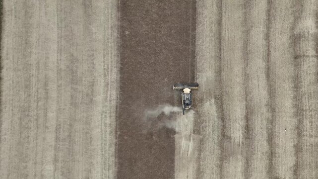 Aerial drone footage of a combine harvester cutting a golden wheat field, showcasing modern agriculture, grain harvest, rural landscape, and seasonal farming productivity.