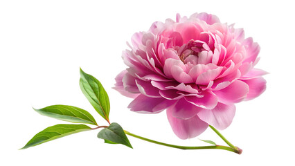 Closeup of a vibrant pink peony flower isolated on transparent background, capturing its intricate petal arrangement and fresh, lively appearance