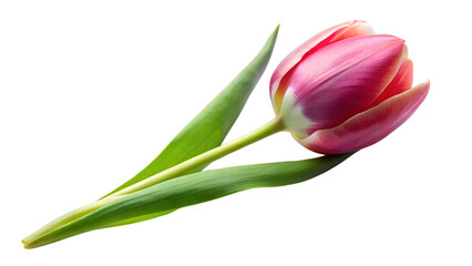 Obraz premium Elegant pink tulip flower isolated on transparent background, capturing its graceful curve, smooth texture, and vibrant hue, evoking a sense of natural beauty