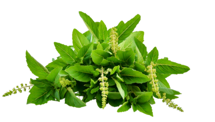  Holy Basil,Ocimum sanctum isolate on transparent png