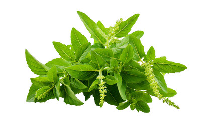  Holy Basil,Ocimum sanctum isolate on transparent png