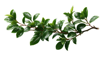 Fototapeta premium Fresh green leaves on a branch, showcasing vibrant foliage against a white isolated background.