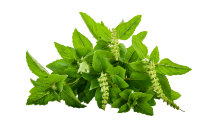  Holy Basil,Ocimum sanctum isolate on transparent png