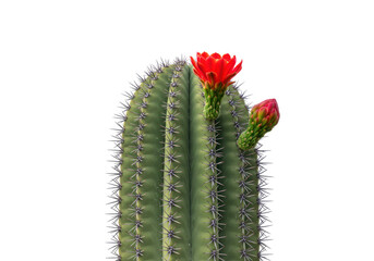 Naklejka premium Isolated flowering cactus plant, vibrant red flower blossom, green succulent prickly needles