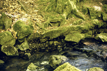 Close view of forest creek flowing between mossy rocks and tree roots