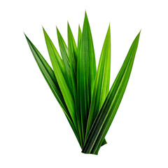 Fototapeta premium pandan leaves isolated on transparent png 