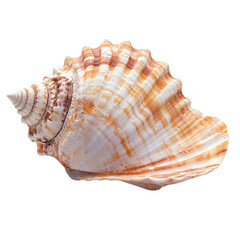 Obraz premium Detailed close up of a spiral seashell with orange and white markings