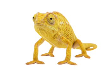Isolated yellow chameleon reptile, pet lizard in close-up, exotic animal with bright skin