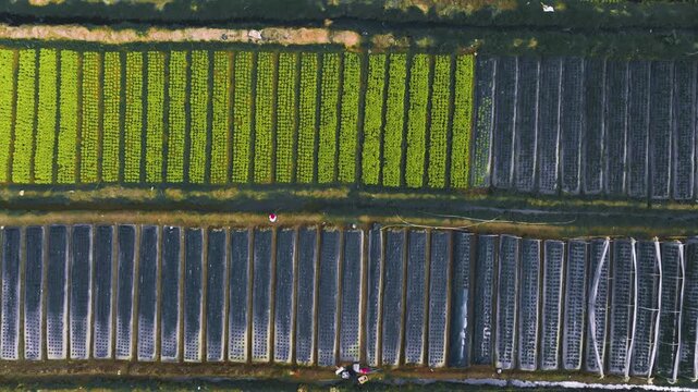 Aerial View of Lush Strawberry Farm in La Trinidad, Benguet, Philippines
 the vast, open fields of vibrant green strawberry plants meticulously arranged in rows and plots.