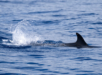 Fototapeta premium delfín salpicando agua