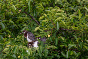 Tricolored heron perched in tree