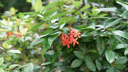 Ashoka flower, also known by its scientific name Ixora coccinea, is a popular ornamental plant originating from India.